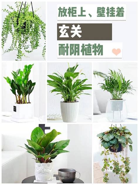 玄關耐陰植物|【玄關耐陰植物】玄關打造綠意好輕鬆！超耐陰的九種。